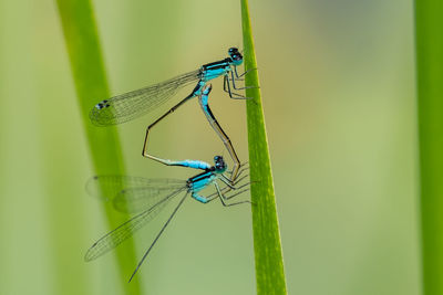 Close-up of damselfly on green leaf