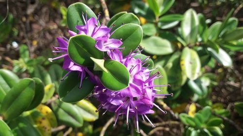 Close-up of purple flowers blooming outdoors