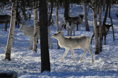 View of deer on snow covered field