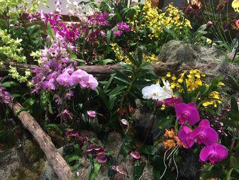 High angle view of pink flowering plants