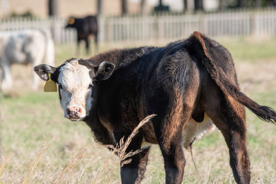 Bull black baldy calf looking  back at the camera.