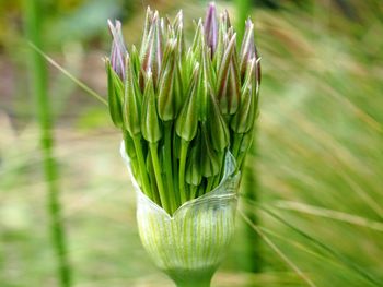 Close-up of fresh green flower bud on land