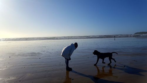 Dog on beach against the sky