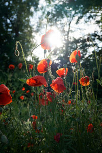 Close-up of red poppy flowers in field