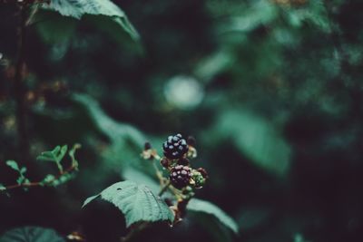 Close-up of berries on plant