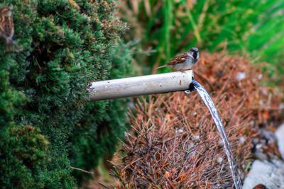 Close-up of bird perching on plant