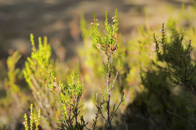 Close-up of plant growing on field