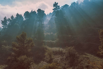 Foggy landscape in the mountains.