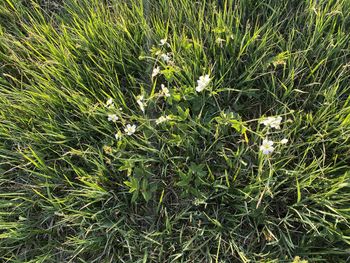 High angle view of flowering plants on field