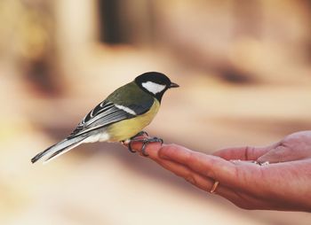 Sparrow on human palm