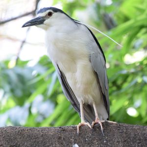 Close-up of gray heron perching on tree