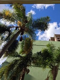 Low angle view of coconut palm tree against blue sky