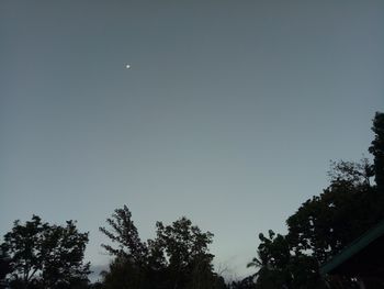 Low angle view of trees against sky at night