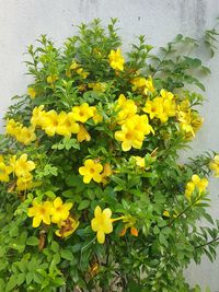 Close-up of yellow flowers blooming outdoors