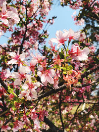 Close-up of pink cherry blossoms in spring