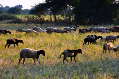 Horses in a field