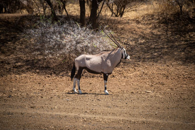 Gemsbok stands near trees in bright sunlight