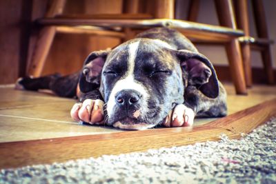 Close-up of dog relaxing at home