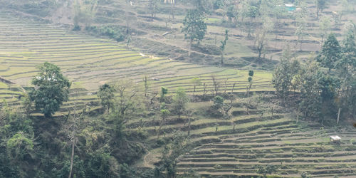 High angle view of agricultural field