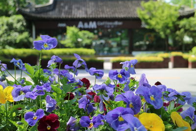 Close-up of purple flowers blooming outdoors