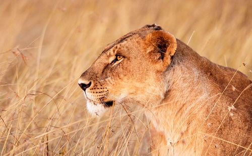 Close-up of a cat looking away