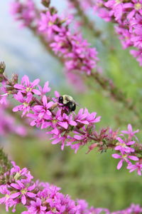 Close-up of bee pollinating on pink flower