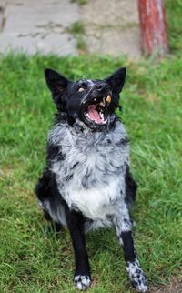 Portrait of black dog on field