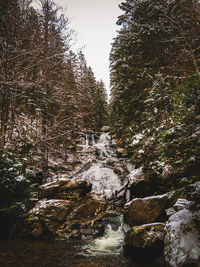 Trees growing in forest