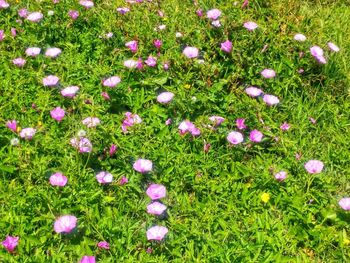 High angle view of purple flowering plants on field