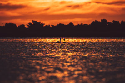 Silhouette birds on a orange sunset sky