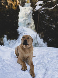 Portrait of dog on snow covered field