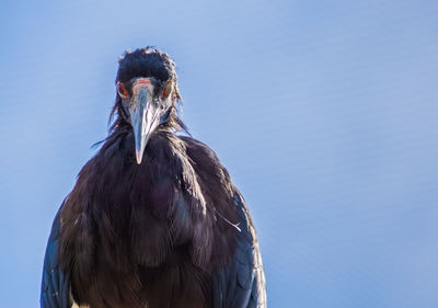 Low angle view of eagle against clear sky