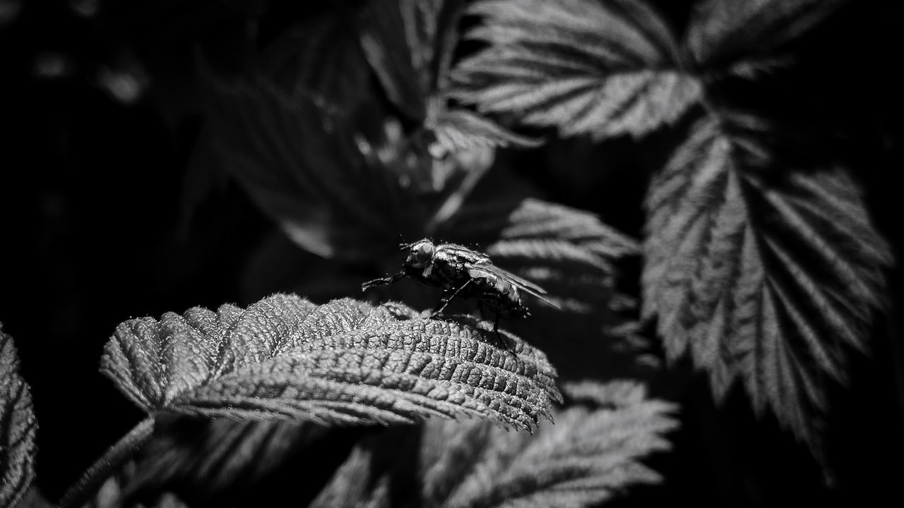 close-up, leaf, plant part, plant, growth, selective focus, nature, no people, day, focus on foreground, beauty in nature, outdoors, tree, winter, fragility, vulnerability, cold temperature, freshness, dry, tranquility, leaves, pine tree, coniferous tree, dried