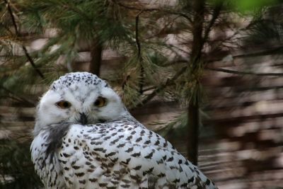 Close-up portrait of owl