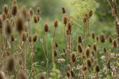 Close-up of plants on field