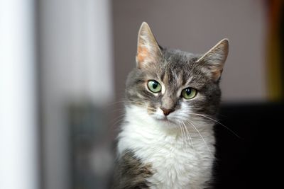 Portrait of cat looking at camera