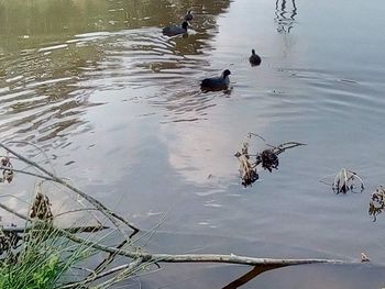 High angle view of ducks swimming in lake