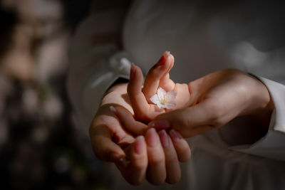 Cropped woman's hands gently wrapping cherry blossom petals.