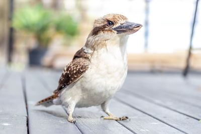 Close-up of a bird perching on footpath