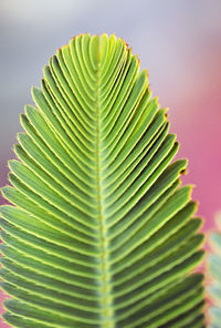 Close-up of palm leaves