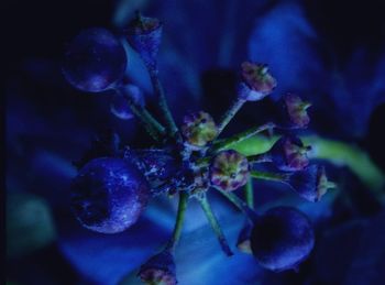 Close-up of blue flower against blurred background