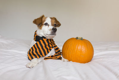 Dog with pumpkin on bed at home