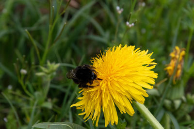 Close-up of bee pollinating on flower