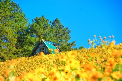 Scenic view of yellow flowers on field against sky