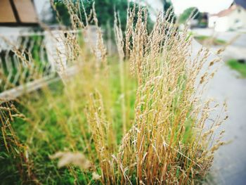 Close-up of plant growing in field