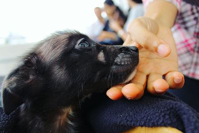 Close-up of dog