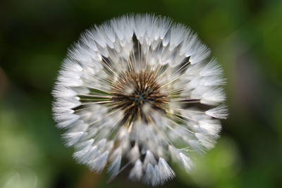 Close-up of white dandelion flower