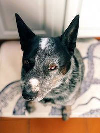 Close-up portrait of a dog looking away