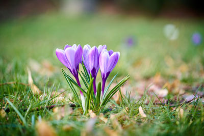 Close-up of purple crocus flowers on field