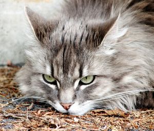 Close-up portrait of cat